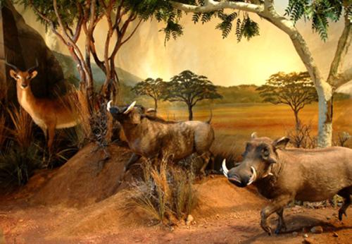 Africa-warthog-mural-museum-exhibit