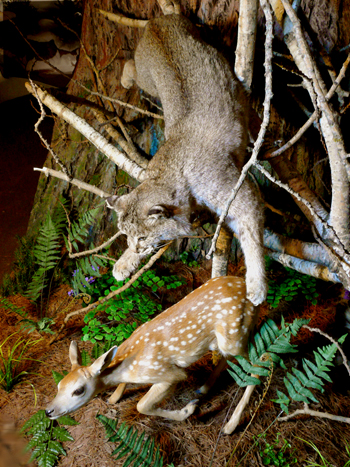 Bobcat-Fawn