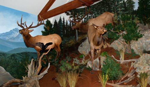 Elk-mural-museum-exhibit