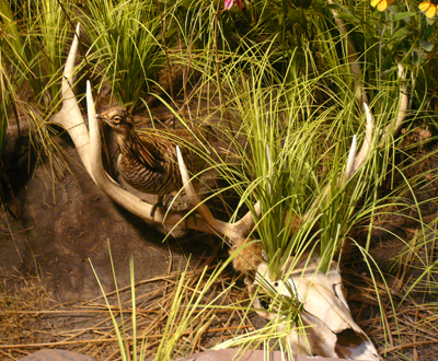 Elk-skull