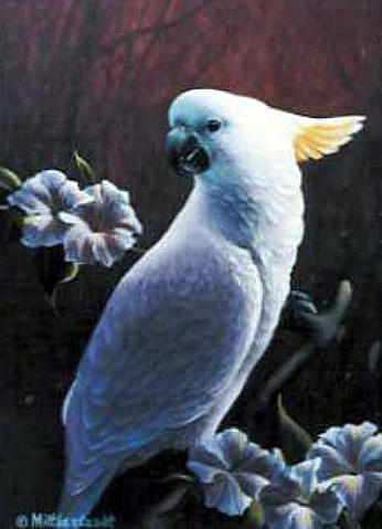 Pet-Cockatoo