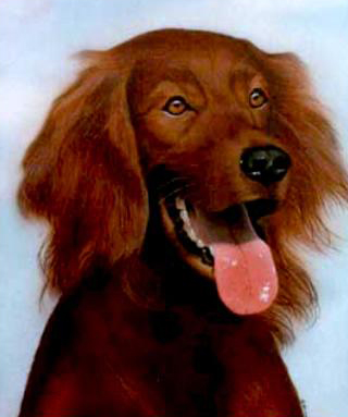 Pet-Irish-Setter