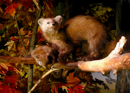 PineMarten