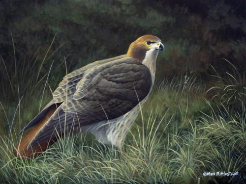 Redtail-Hawk