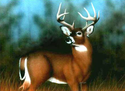 Whitetail-Deer