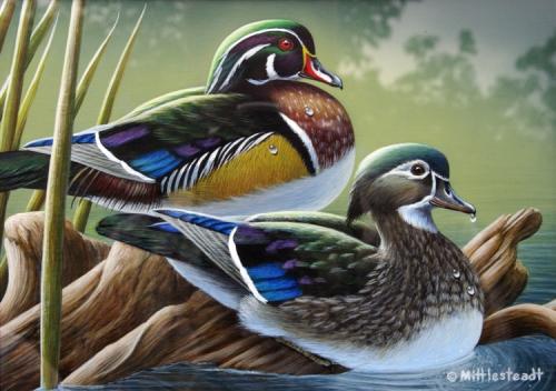 Wood-Ducks