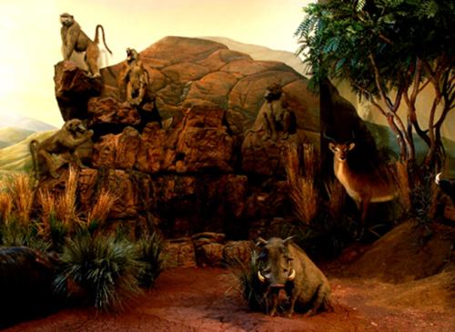 baboons-mural-museum-exhibit