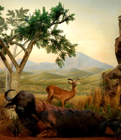 capebuffalo-mural-museum-exhibit