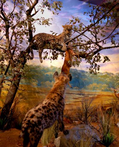 leopard-mural-museum-exhibit